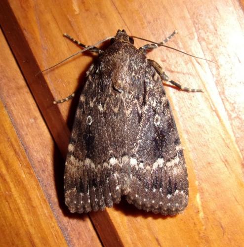 Amphipyra pyramidea